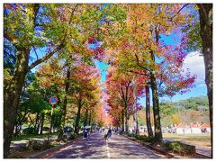 いしかわ四高記念公園・本多の森公園
バス停「香林坊」から徒歩1分
紅葉が綺麗でした(^-^)