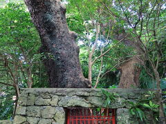 雨で滑りそうな石段を下りて行くと、右手に首里金城の大アカギがあった。

推定樹齢200年以上と思われるアカギの大木が5本自生していて、国の天然記念物に指定されている。