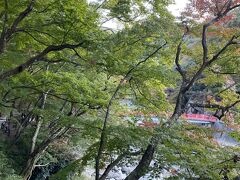 もみじはまだ緑。