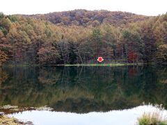 御射鹿池その1「夏と秋、どっちがいい」
https://4travel.jp/travelogue/11790203」からの続きです。 

私たちが御射鹿池を訪ねた日の翌日、
上の写真の矢印で示した場所に、二頭の鹿が現れたそうです。