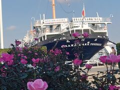 氷川丸も健在です。山下公園のバラもまだ咲いていました。
