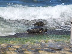 「ラニアケア ビーチ」
波打ち際で甲羅干しをする“カメ”さん