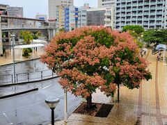 本日はJALのうたバス中部観光に参加。
ダイナミックセール時だと500円で参加できます。
前回北部コースに参加したので、今回は中部コース。
https://4travel.jp/travelogue/11639308

おもろまち駅から参加です。