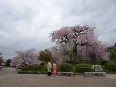 円山公園シンボル「祇園枝垂れ桜」も満開