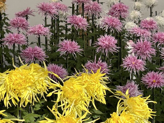 新宿御苑の菊花壇展。一本の菊から560輪もの花を咲かせる