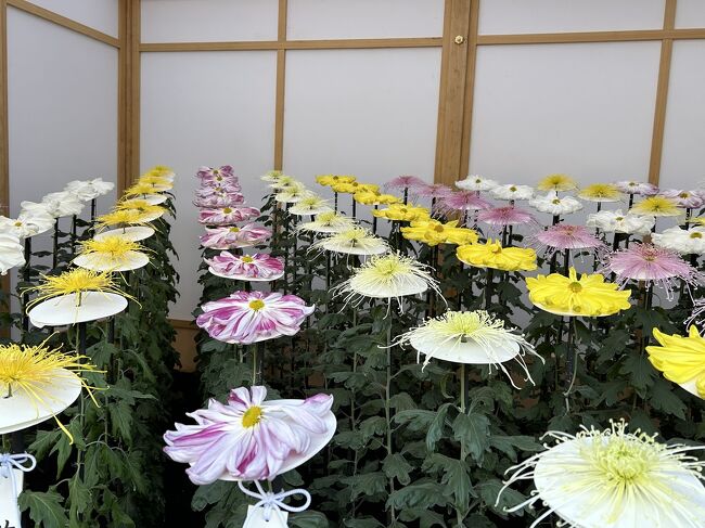 新宿御苑の菊花壇展。一本の菊から560輪もの花を咲かせる