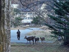 あら？あら？？
私が写真撮ってる間に、父ちゃん「鹿」を発見！