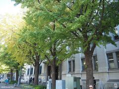 日本大通り　KN日本大通ビル前のイチョウ

KN日本大通ビルは1911年に旧三井物産/横浜支店の事務所棟として竣工、
日本で最初の全鉄筋コンクリート造りのオフィスビルという由緒正しい歴史的建造物。

