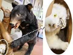 阿仁スキー場のゴンドラ山麓駅の熊
コイツは既に前の旅行記で登場済みだが、脇役がすごい
主役の熊を完全に食っちゃってる
これ、テンか？
この表情、もうちょっとどうにかならなかったのか？