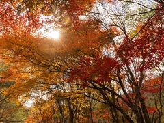 蔦沼も紅葉が終わっていたので、奥入瀬渓流の遊歩道を散策してキレイなところを探します。