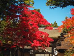 ここも紅葉が綺麗ですね。
奥に正門と本堂が見えています。
