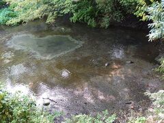 ボコッと大きな湧水が現れます。