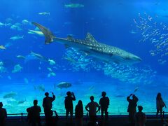 水族館では世界最大級の水槽、黒潮の海。
魚類の中の最大種、ジンベエザメが泳ぐ。