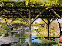 11月某日。
初めて亀戸天神社に行ってみました。
藤が有名なところなので立派な藤棚が池の上にあります。