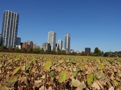 　そして不忍池の蓮も、秋の装い。