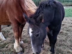 尻屋崎周辺の牧草地には寒立馬という馬が放牧されています。

以前は、灯台の近くにいたようなのですが、今は別のところから見学できるようになってます。

背が低くて、足が太い、がっしりとした馬です。