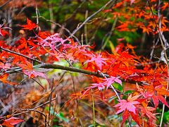 花貫渓谷　紅葉まつり