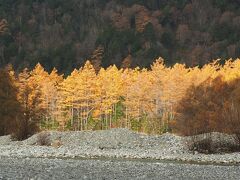 今日は1日曇り予報であまりぱっとしなかったですが、薄日が差すとカラマツはこの輝き。
