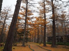 明神を過ぎた辺りから雨がポツポツ。えー、雨予報じゃなかったのにー。とブツブツ言いながらも小梨平の黄葉は綺麗でした。