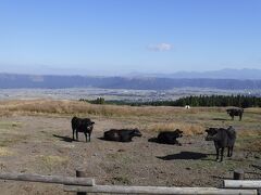 阿蘇で有名な景色のひとつ牧場の牛たちです。