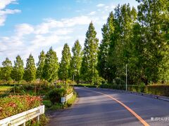 07:12　「見沼たんぼ」らしい場所　見沼大橋（埼玉県さいたま市緑区見沼）を北に渡った辺りの並木道
