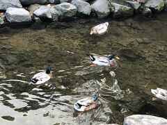 　2022年11月14日（月）旅行5日目の続き
　壇具川には鴨がいました。
　功山寺までは、添乗員G氏に付いて行きます。先ほど長府庭園で10分遅れてきた方がいて、行程は遅れています。Ｇ氏ようやくバス車内で集合時刻を言わないといけないのだと、気づいたようです。人の忠告（お願い）を聞かず、自分が失敗して始めてこれではいけない、こうしなければいけないのだと気づいたのでしょう。こうやってお客が添乗員を育てて行くのね・・・
　集合時刻を告げる際、日めくりカレンダーのような時刻表を提示するとか、ホワイトボードに書くとか、先輩添乗員達はお客の記憶に残るような工夫をしていますよ。添乗員の仕事は、旅程管理ですから、それぞれ工夫してますよ。会社の方、新人を育てるのは大変かと思いますが、会社でちゃんと育ててね。
