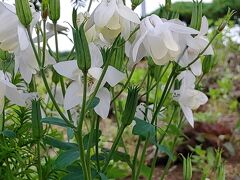 徒歩で高山植物を見に行く。
ここは無料で入園出来、色々な植物を見る事が出来る。