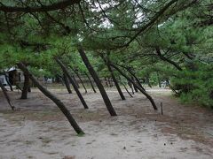 海水浴場にはキャンプ場も併設されています。松の木が陸側に傾いているのが印象的。