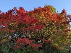 二尊院を出て嵐山方面へ向かいます。お寺ではないけれど、途中にあったカフェの紅葉がきれいでした。見事に真っ赤に色づいていて、通りがかった人がみな写真を撮っていました。