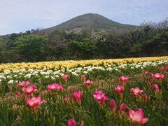 最終日はフリージア祭りというやつに行ってきました。
初めて名前を聞く花でしたけどきれいですね。
無料で花を持ち帰ることが出来ますので、ガーデニング好きな人には最高だと思います。