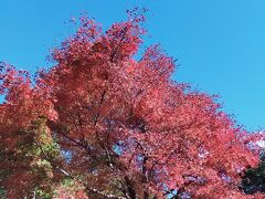 修善寺自然公園のもみじ林
この時期だけ駐車場が有料。まあ仕方ないね。