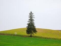 クリスマスツリーの木へ移動。

撮影し始めたら雪が降りだしたのでラッキー。