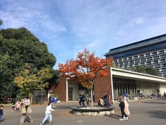 昭和記念公園は、10月下旬から11月下旬にイチョウが見頃で、葉が赤や黄色に色づきます。
立川駅から最も近い、南東のあけぼの口から公園に入りました。
