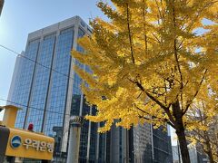 明洞駅で地下から上がってきたら陽が当たったイチョウが黄金色に輝いていました。