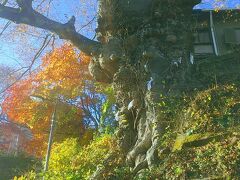 神代欅。樹齢1000年と言われ、国の天然記念物に指定されているとか…。確かに、迫力あります。