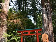 ●白山神社

そして境内の最も北側に鎮座し、ここ「中尊寺」の鎮守とされる「白山神社」の方へ向かうと、巨木の間に朱色の鳥居が立ち神域へと誘います。