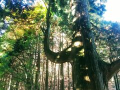 8：55頃、天狗の腰かけ杉。
杉の枝がブランコのような形になっているところから、そう名付けられたとか…。