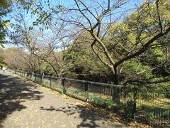 車で行徳近郊緑地へ行きました。駐車場から千葉県行徳野鳥観察舎へ歩道を通って行きました。道沿いの宮内庁新浜鴨場端の森にいる野鳥の鳴き声がたえず聞こえていました。桜が植えられていて、春には花見ができることでしょう。