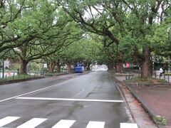 県庁前の楠並木通りは土曜のためか雨のせいか人通りが少ない