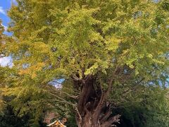 境内にある樹齢400年を超えると言われているご神木の銀杏。
紅葉１００％までにはあと少しでした。
でも、このボリュームは凄い！