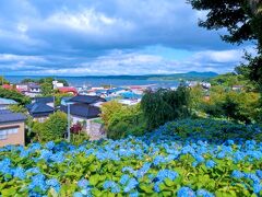 秋田市内でのオシゴトを終えて、101号線を北
上して約1時間ほどで、「雲昌寺」に到着！
ミテクダサイナ！一面ムラサキの向こうにマリ
ンブルーの海！絶景なり！