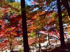 『待月橋』を見ての
今年は、早く紅葉が去ったようですが
係員曰く、一週間前は最高で、昨日も強風で・・・。
と言っても、ここは紅葉の名所。まだまだ紅葉が
至る所に、有りますので頑張って.探してみて.下さい.とのこと。
若干変動しますが例年11月中旬から色づき始め12月初旬まで。
しかし、今年の紅葉傾向は平年並から少し早めになりました。