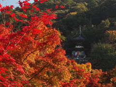 【永観堂】
　モミジの永観堂（モミジの禅林寺）呼ばれるだけあって　ここのモミジは赤みが強く、また京都の紅葉の初めの時期から終わりの頃まで長く紅葉の楽しめる場所です。