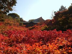 ［東福寺］
自転車で東福寺にやってきました。
清水寺から東福寺へは下り坂なので、とても楽。

臥雲橋から見える真っ赤な紅葉と、向こうに浮いたように見えるのは通天橋。
この紅葉の木々の下は谷になっていて、この後拝観する際にその谷間を散策します。