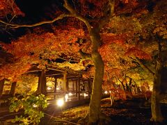 ［東福寺］
夜は少々冷え込みますが、ライトアップされた美しい景観に寒さも忘れます。