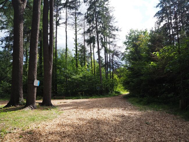 文学館を取り囲む外国樹種見本林。<br />散歩道にはウッドチップが敷き詰められて、競走馬になった気分です。