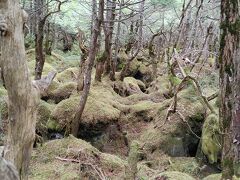 白駒池の駐車場から歩道をちょっと入ると、もう原生林状態。