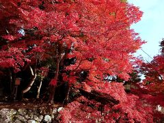 天龍寺に到着。
敷地に入ると早速紅葉のお出迎え。
見事に紅葉しています。