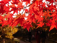 最高に良い紅葉を楽しむことができました。
また来てみたい素晴らしい紅葉でした。
紅葉の宝厳院、ぜひ来てみるべし。