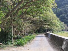 諸鈍の海沿いにはデイゴ並木が続いている。
樹齢300年以上ともいわれ、5月～6月に真っ赤な花を開花させるが、花の命はたった１週間と短い。
デイゴは沖縄が北限とされており、加計呂麻島のものは交易船の航海の目印とするため等で沖縄から植栽されたものといわれる。